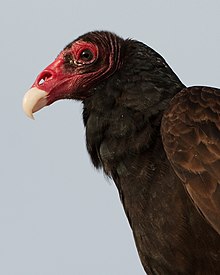 Lysá rudá hlava kondora krocanovitého s viditelnou chybějící nosní přepážkou, pták je focen proti obloze.