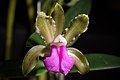 Cattleya bicolor subsp. bicolor