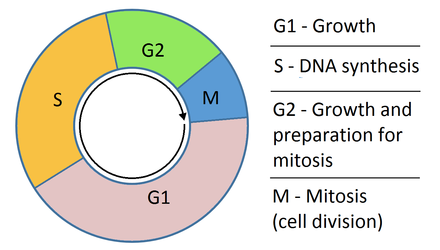 Рост синтез. Cell Cycle. Cell Cycle phases. Cell Cycle Interphase. G1 g2 g0 s Mitosis.