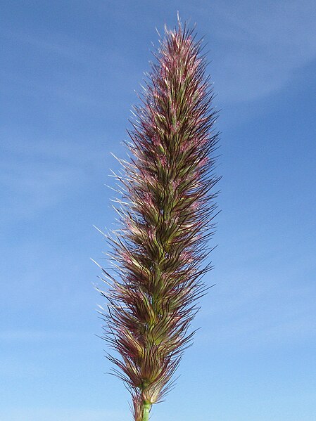 File:Cenchrus ciliaris flowerhead8b NWP - Flickr - Macleay Grass Man.jpg