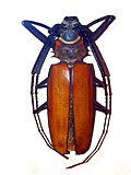 Thumbnail for Enoplocerus armillatus