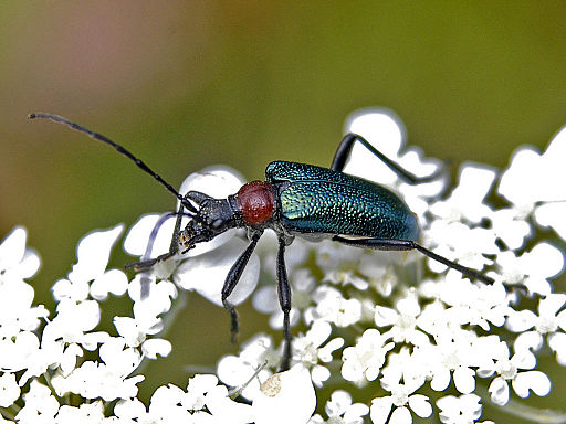 Cerambycidae - Gaurotes (Carilia) virginea thalassina