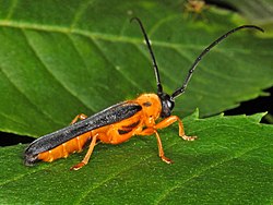 Cerambycidae - Oberea pupillata.JPG