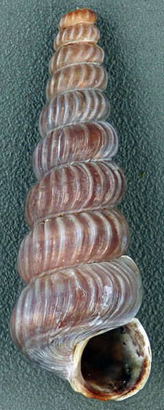 File:Cerithidea costata (costate horn snail) (San Salvador Island, Bahamas) 2 (16003795310).jpg