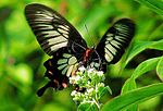 Thumbnail for Butterflies of Sri Lanka