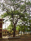 Jackfruit tree