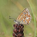 * Nomination Chalkhill blue (Polyommatus coridon) female --Charlesjsharp 14:06, 14 September 2021 (UTC) * Promotion  Support Good quality. --Velvet 07:14, 15 September 2021 (UTC)