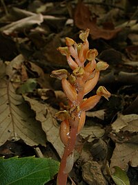 Chamaegastrodia