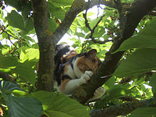 Chatte griffant une branche d’arbre pour marquer son territoire.