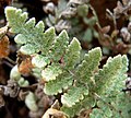 Miniatura para Cheilanthes parryi