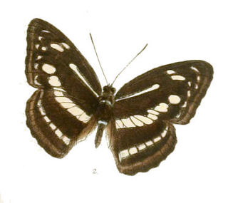 <i>Athyma pravara</i> Species of butterfly