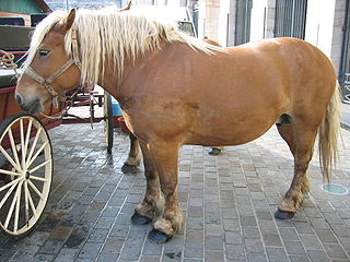 <span class="mw-page-title-main">Comtois horse</span> Breed of horse