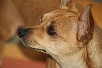 Profile of deer-headed dog