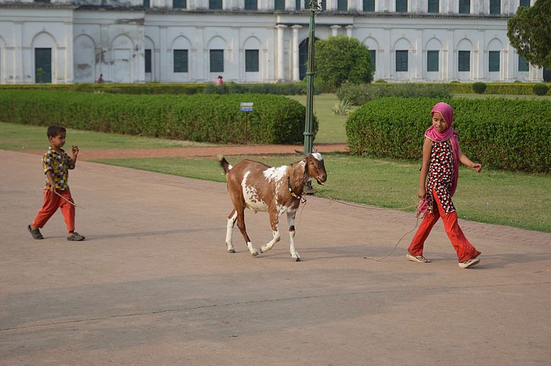 File:Children And Goat Returning Home - Hazarduari Complex - Nizamat Fort Campus - Murshidabad 2017-03-28 6518.JPG