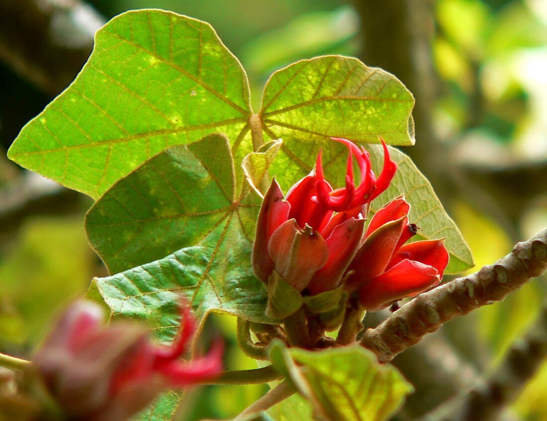 Chiranthodendron pentadactylon