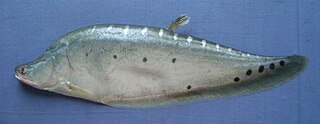 <i>Chitala chitala</i> Species of ray-finned fish