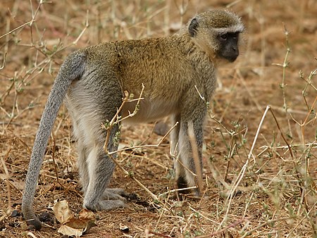 Chlorocebus cynosuros (Zambia).jpg