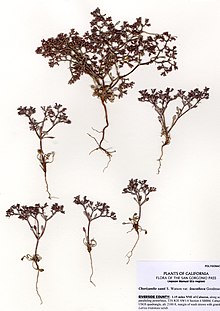 Chorizanthe xanti leucotheca.jpg