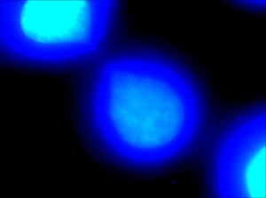 DAPI 2.tiff-пен боялған хроматин көпірі