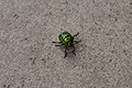 * Nomination Jewel bugs (Chrysocoris stollii) near Patiala, Punjab, India --Satdeep Gill 02:30, 26 February 2018 (UTC) * Decline Bug is mostly in focus but it's noisy --Daniel Case 03:31, 6 March 2018 (UTC)