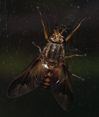 <i>Chrysops flavidus</i> Species of fly