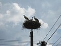 Ciconia ciconia nest in Hrkovce (20140714) 1b.JPG