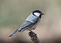 Cinereous tit