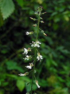 <i>Circaea</i> Genus of flowering plants in the willowherb family Onagraceae