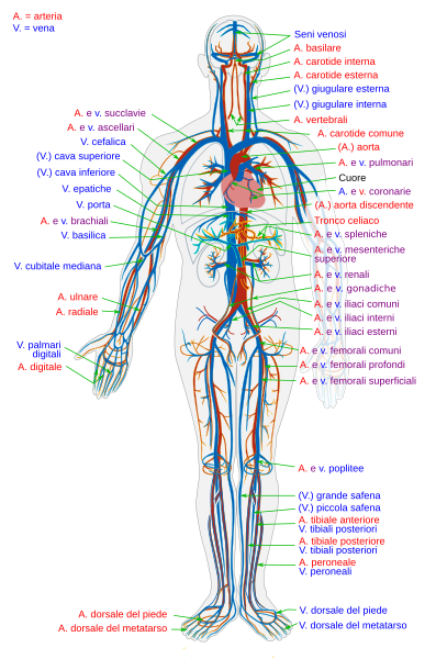 File:Circulatory System it.svg