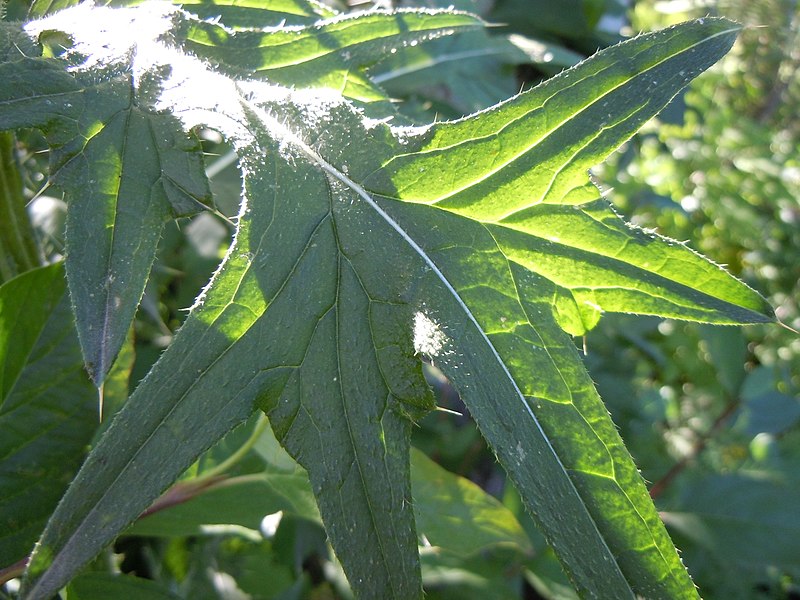 File:Cirsium vulgare (4995176740).jpg