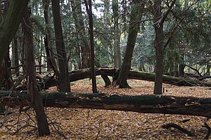 Nature reserve Cisy Staropolskie