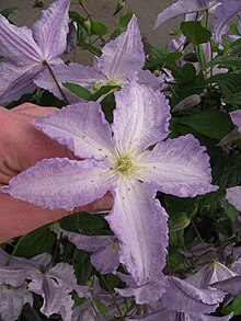 Clematis Viticella 'blå engel'