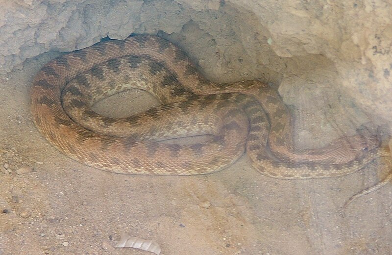 File:Clifford's snake 01.jpg