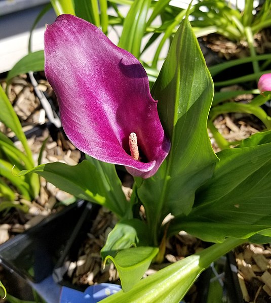 File:Close Up Flowers (48130623596).jpg