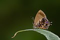 * Nomination Close wing Basking of Mota massyla (Hewitson, 1869) - Saffron. By User:Anitava Roy --Atudu 06:31, 8 June 2024 (UTC) * Decline  Oppose Sorry, this is too grainy --Plozessor 07:17, 8 June 2024 (UTC)