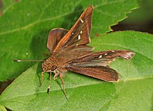 Bewölkter Skipper - Lerema accius, Julie Metz Feuchtgebiete, Woodbridge, Virginia (37173824623) .jpg