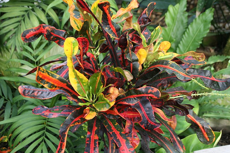 File:Codiaeum variegatum var. pictum 2zz.jpg