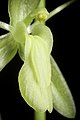 Coelogyne longifolia Labellum