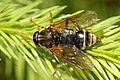 male Coenomyia ferruginea