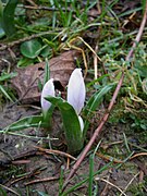 Colchicum Hungaricum