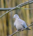 Collared Dove, Northamptonshire, England (11550983105).jpg
