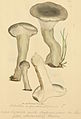 Plate 153. An agaric