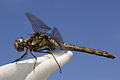 * Nomination Common darter dragonfly (Sympetrum striolatum) --Charlesjsharp 21:21, 21 May 2014 (UTC) * Decline Not sharp. --Mattbuck 21:44, 26 May 2014 (UTC)