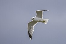 Adult breeding plumage, Norway Common gull (Larus canus) adult breeding in flight Oppdal.jpg