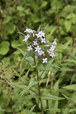 <i>Conostomium</i> Genus of plants