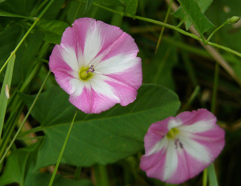 File:Convolvulus arvensis Gaulsheim.jpg