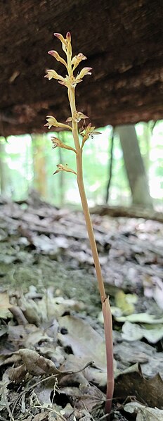 File:Corallorhiza maculata inflorescence.jpg