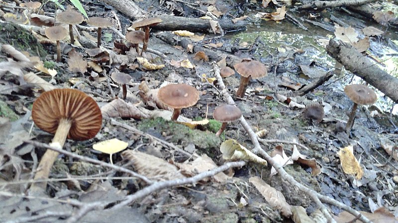 File:Cortinarius gentilis photo sans flache.jpg