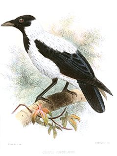 Mesopotamian crow subspecies of bird