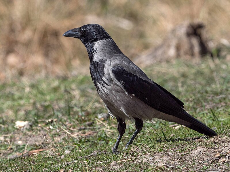 File:Corvus cornix EM1B8734 (34394252586).jpg